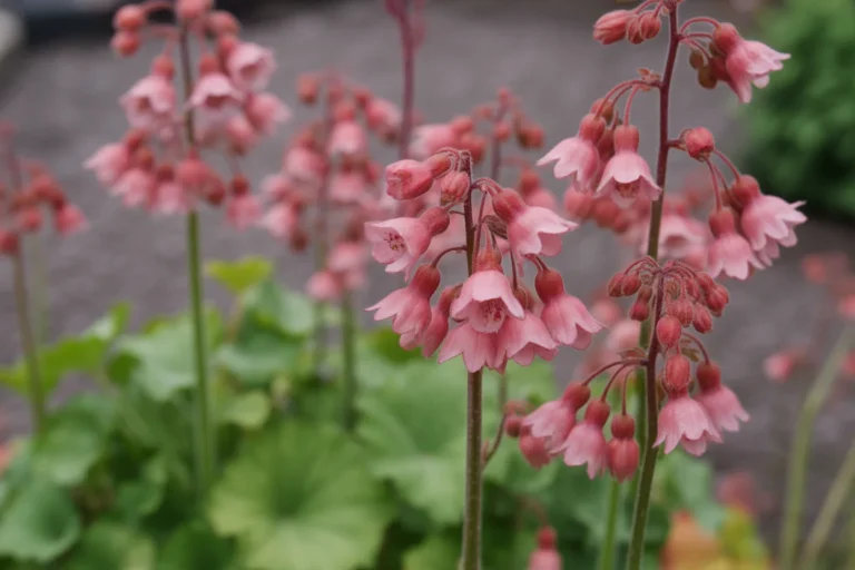 24 Coral Bells Varieties for Shady Gardens That Add Color All Season